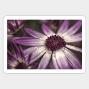 HDR Senetti #2 Sticker